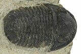 Detailed Gerastos Trilobite Fossil - Morocco #310267-1